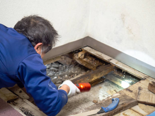 Best Post-Remediation Services in South Whittier, CA