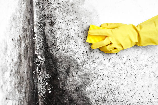 Best Kitchen Mold Remediation in South Whittier, CA