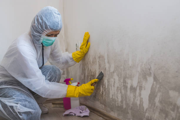 Best Bathroom Mold Remediation in South Whittier, CA