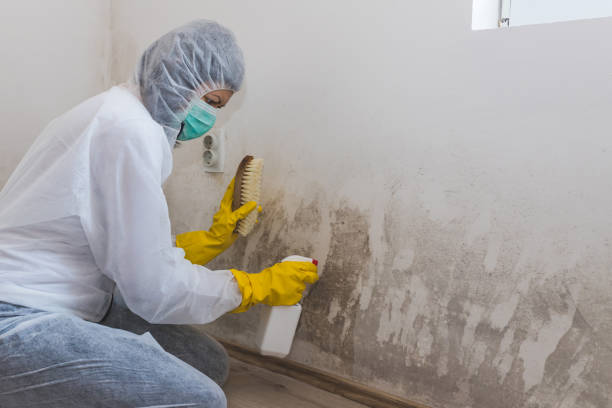 Best Basement Mold Remediation in South Whittier, CA