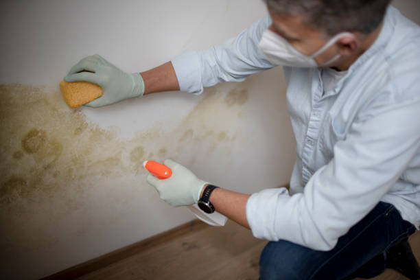 Trusted South Whittier, CA Mold Remediation Experts