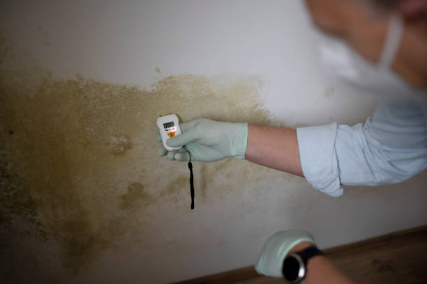 Best Black Mold Remediation in South Whittier, CA