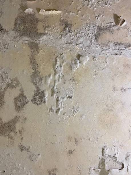 Best Insurance-Related Mold Remediation in South Whittier, CA