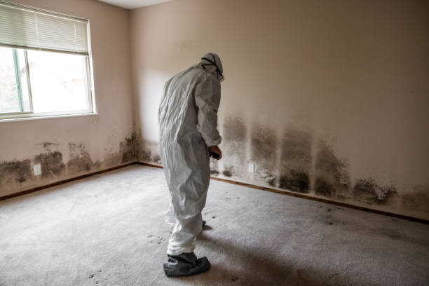 Best Industrial Mold Remediation in South Whittier, CA