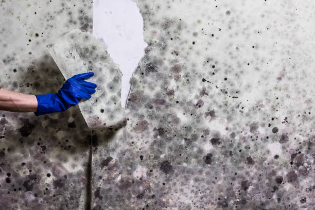 Best Mold Remediation for Schools in South Whittier, CA