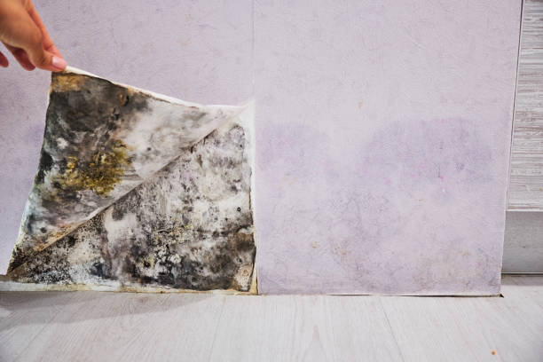 Best Residential Mold Remediation in South Whittier, CA